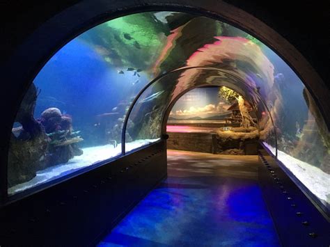 Aquarium in shreveport louisiana - 820 Clyde Fant Pkwy, Shreveport, LA 71101-3667. Reach out directly. Visit website Call Email. Full view. Best nearby. Restaurants. 267 within 3 miles. ... Shreveport Aquarium. 225. 0.2 mi Aquariums. Shreveport Farmers' Market. 0.1 mi Farmers Markets. Riverview Park. 9. 0.2 mi Parks • Playgrounds. Horseshoe Casino.